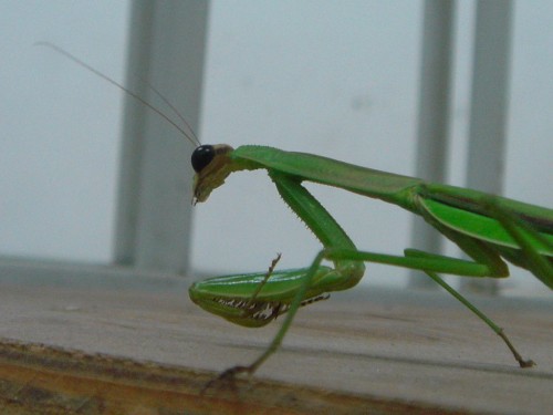 guardian-in-the-room